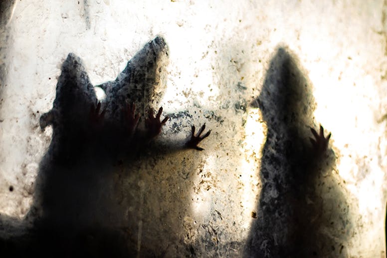 musskrämma test, bästa elektroniska råttfällan, råttskrämma