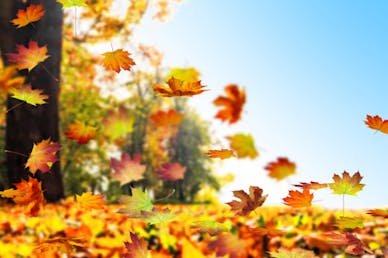 bensindriven lövblås, bäst i test lövblås, bästa lövblåsen, elektriska lövblåsare, batteridrivna lövblåsare, bensindrivna lövblåsare.