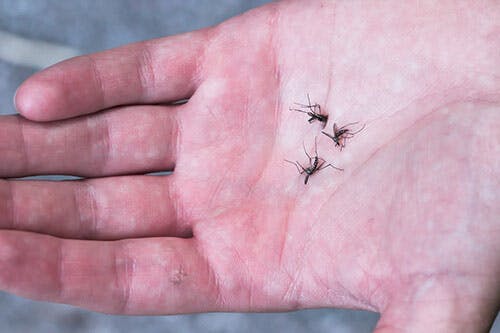 Myffritt med myggfångare